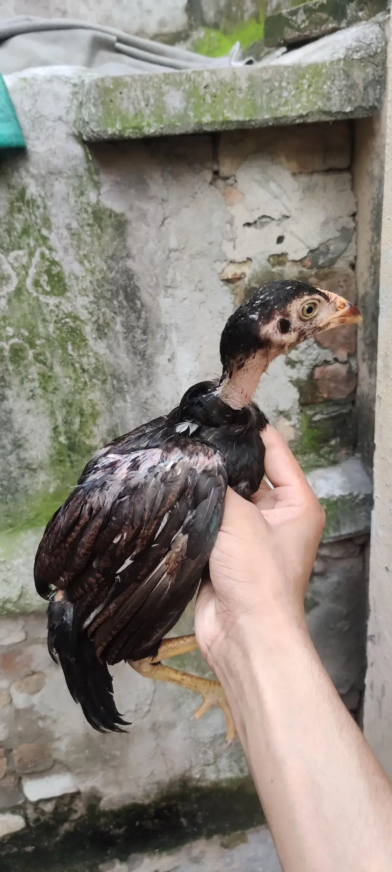 Mushkha lakha chicks home breed — photo 11