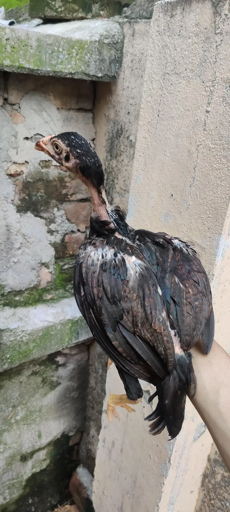 Mushkha lakha chicks home breed — photo 12