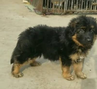 German Shepherd Puppies – Heavy Bone & Long Coat | Male & Female