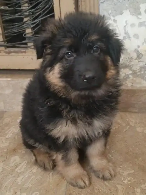 German Shepherd Puppies – Heavy Bone & Long Coat | Male & Female — photo 2