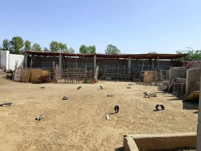 Ready Cattle and goat Farm for sale