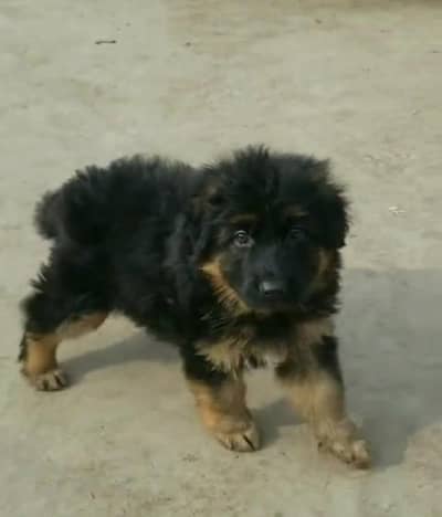 German Shepherd Puppies – Heavy Bone & Long Coat | Male & Female