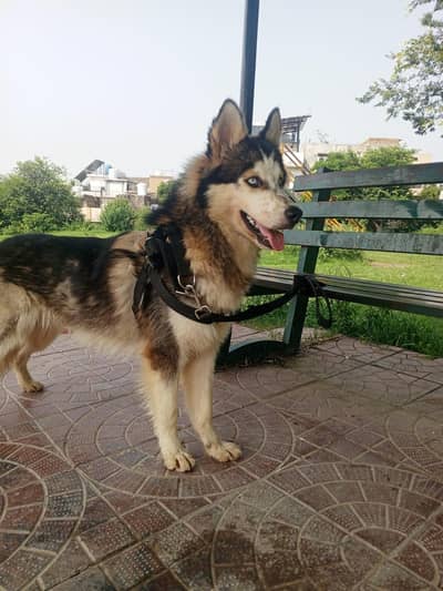top quality Siberian husky male available 15 month old