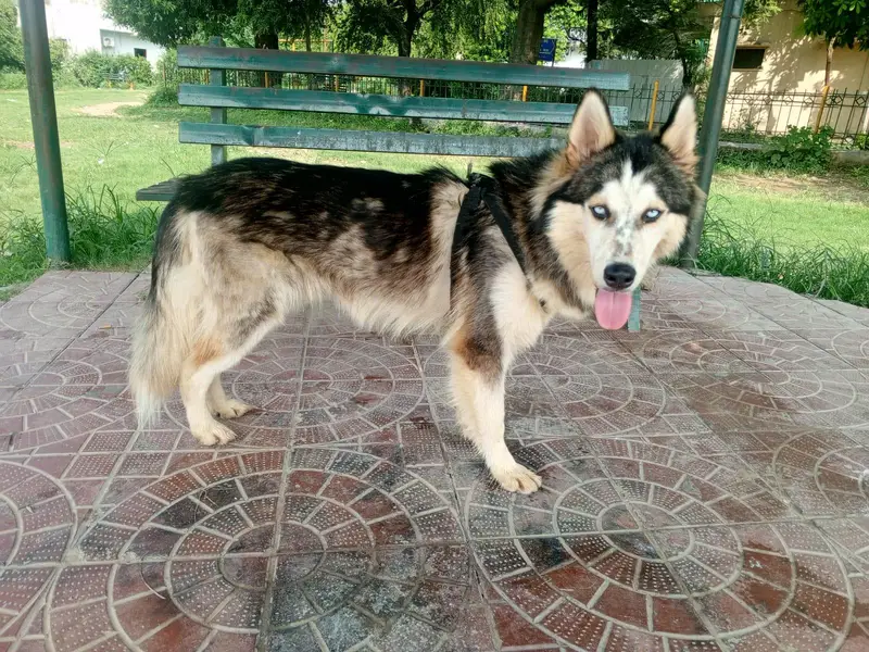 top quality Siberian husky male available 15 month old — photo 2