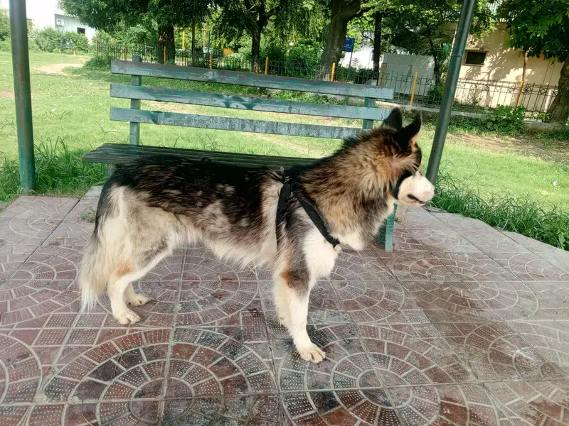 top quality Siberian husky male available 15 month old — photo 3