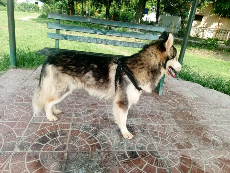 top quality Siberian husky male available 15 month old — photo 4