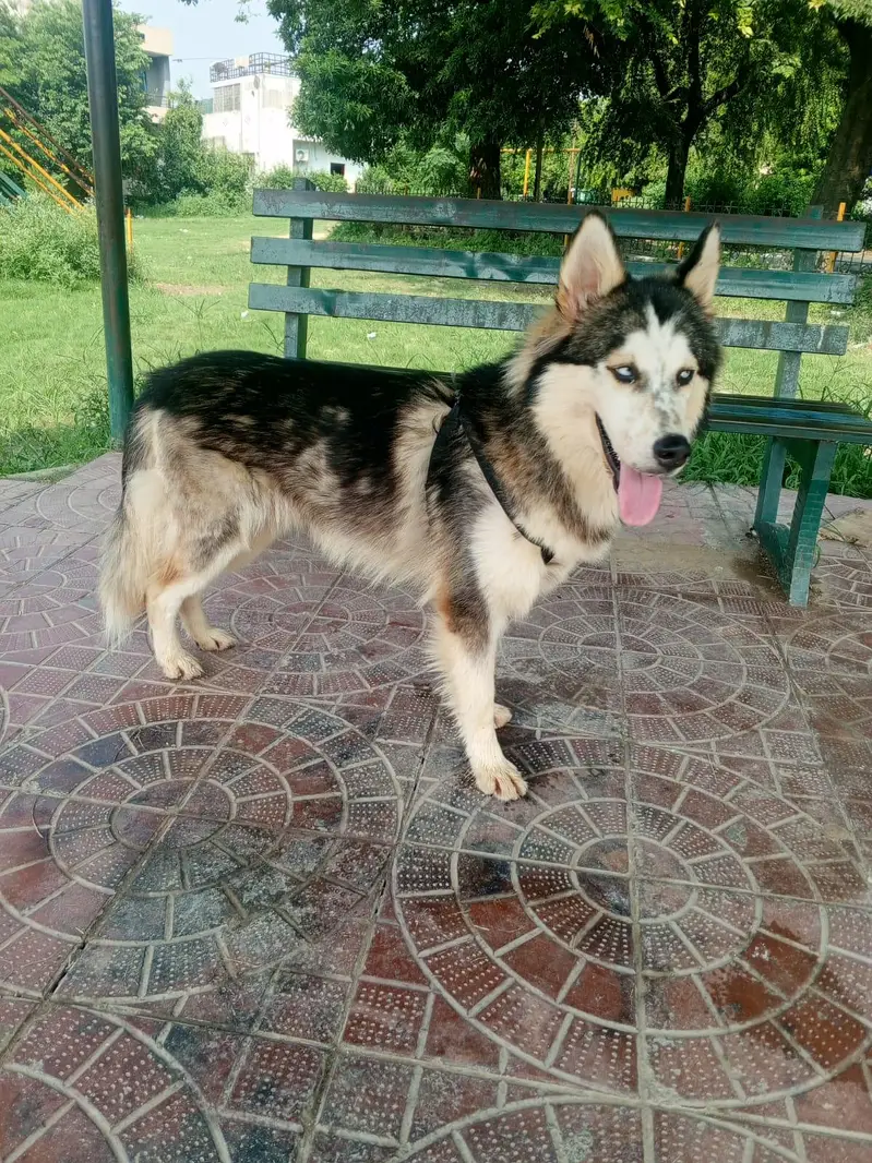top quality Siberian husky male available 15 month old — photo 5