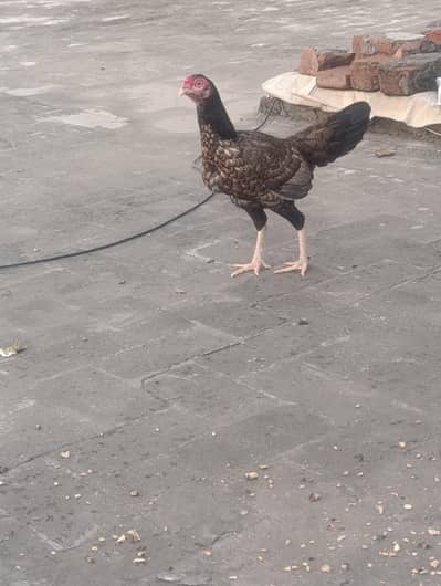 Aseel Madi with 3 pure Austolop and 1 RIR chick