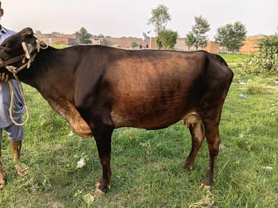 Jersey sahiwal Cow 1 month gaban 7 liter doodh 03008608066