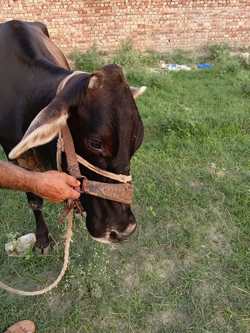 Jersey sahiwal Cow 1 month gaban 7 liter doodh 03008608066 — photo 3