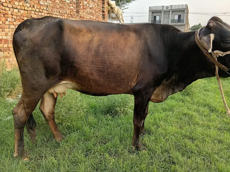 Jersey sahiwal Cow 1 month gaban 7 liter doodh 03008608066 — photo 4