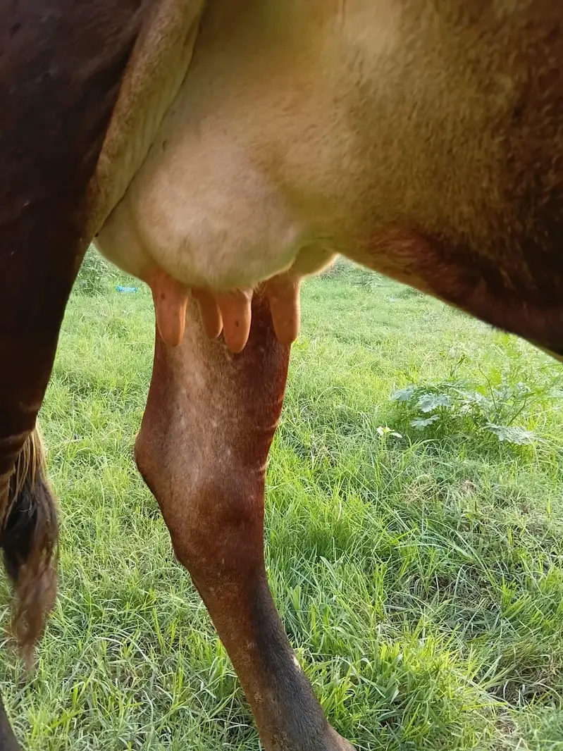 Jersey sahiwal Cow 1 month gaban 7 liter doodh 03008608066 — photo 5