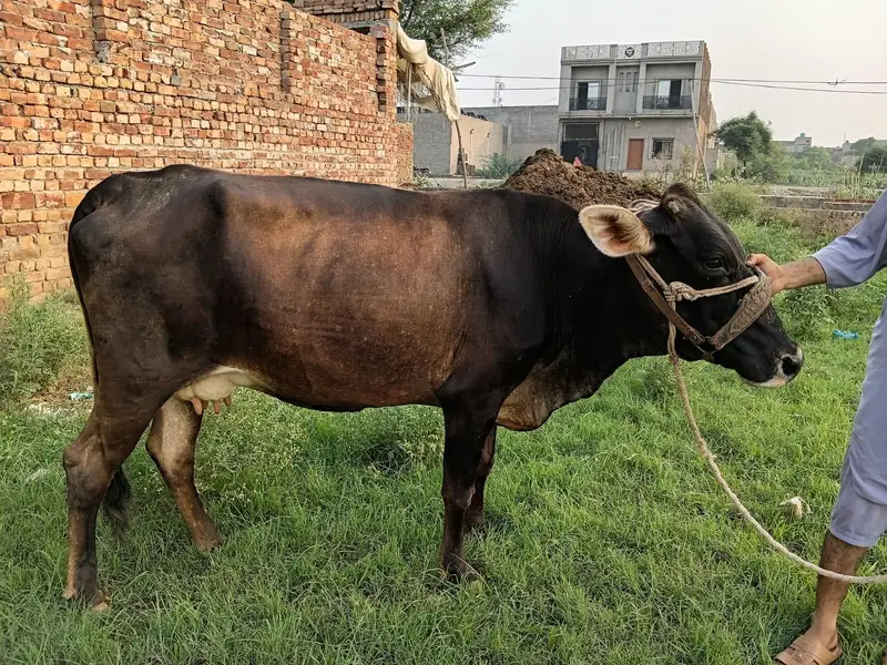 Jersey sahiwal Cow 1 month gaban 7 liter doodh 03008608066 — photo 6
