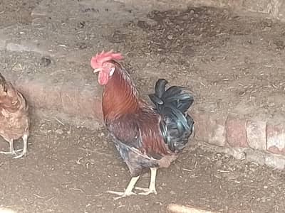 Morga for Urgent sale in Multan