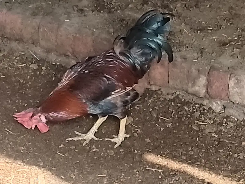 Morga for Urgent sale in Multan — photo 2