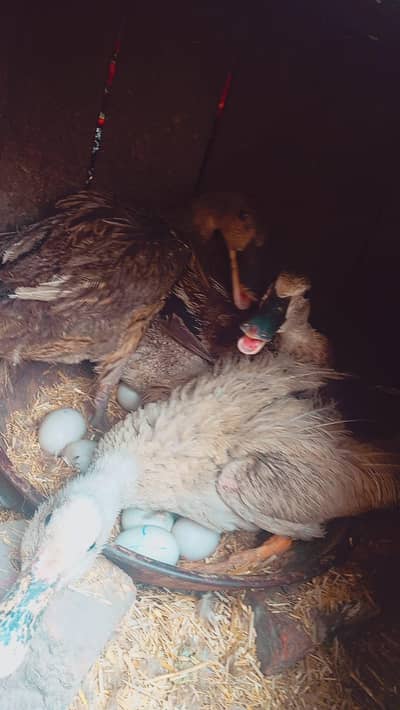 Duck sale