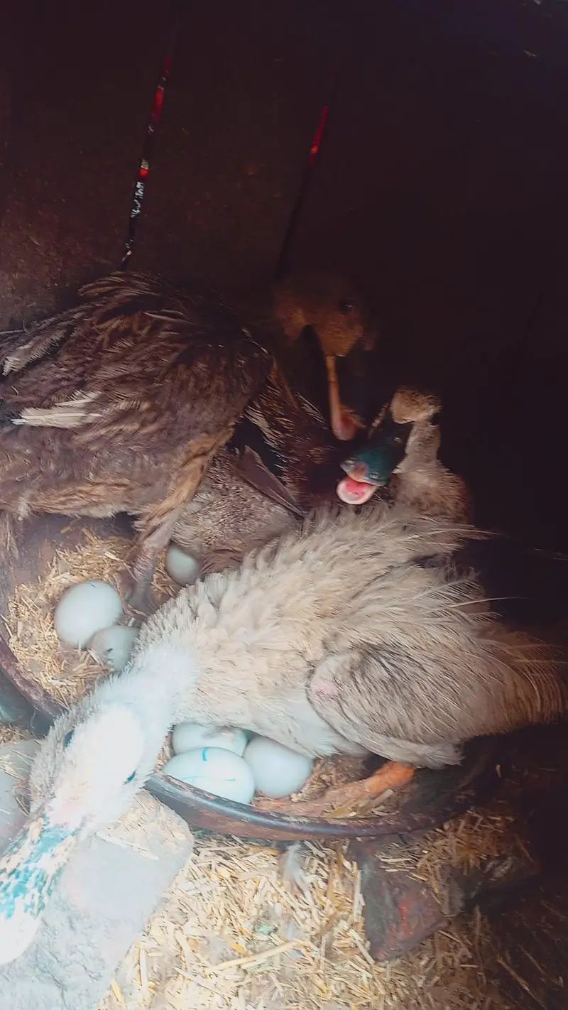 Duck sale