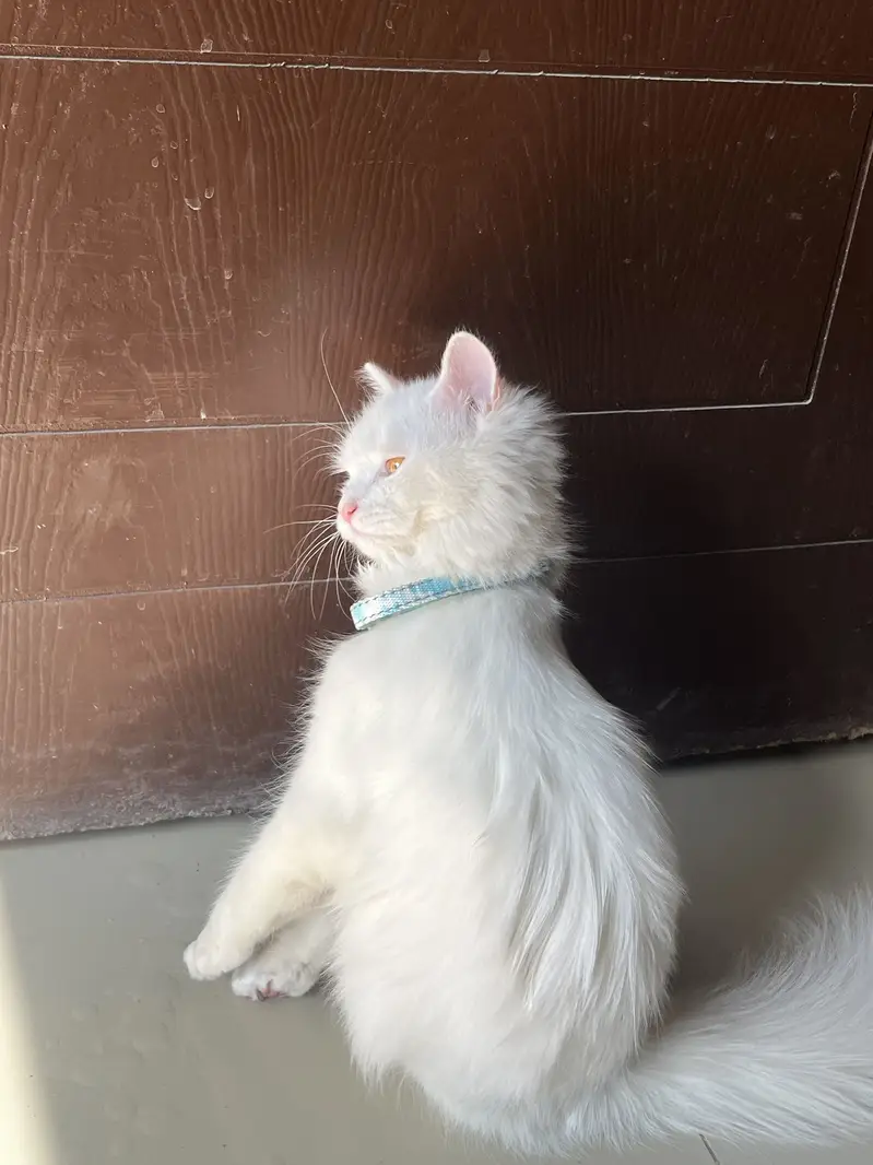 Persian White Male Cat — photo 3