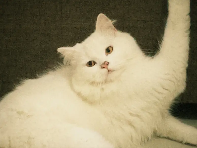 Persian White Male Cat — photo 2