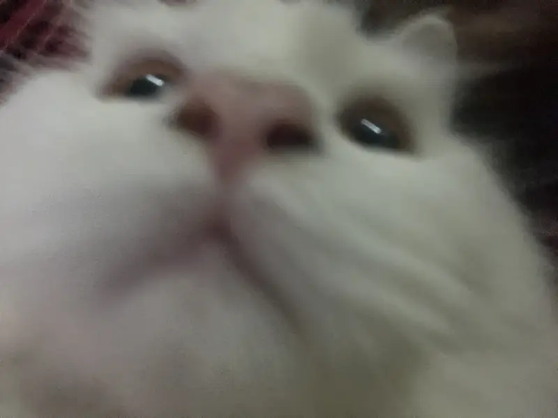 Persian White Male Cat — photo 4