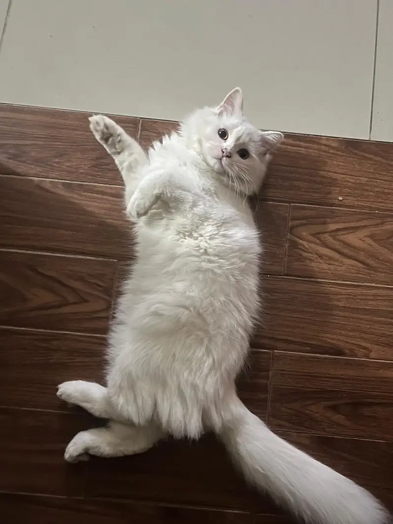 Persian White Male Cat — photo 5
