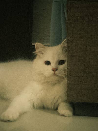 Persian White Male Cat
