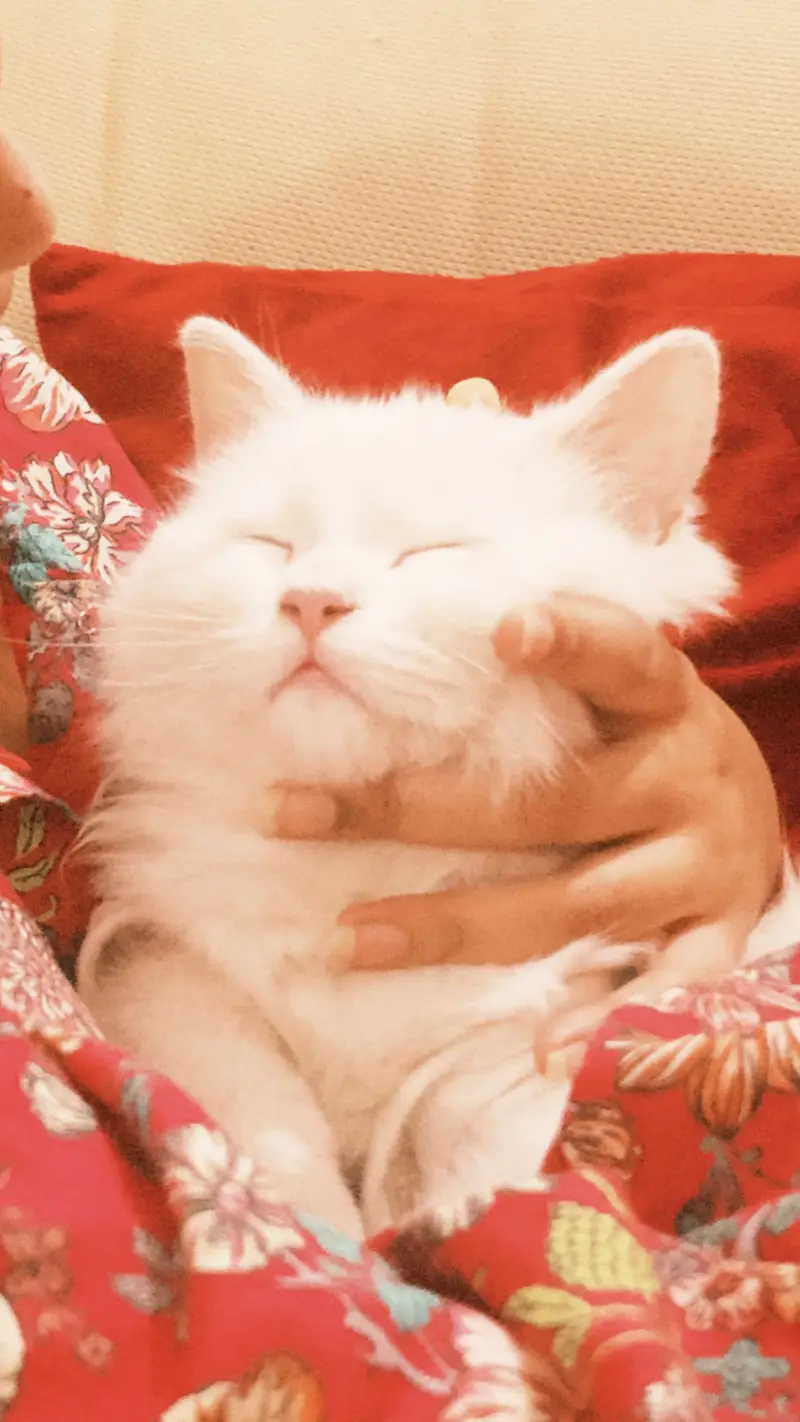 Persian White Male Cat — photo 6