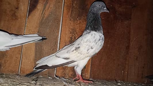 kabili highflyer pigeon for sale home breed
