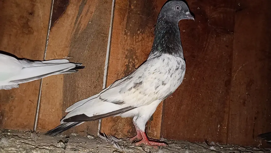 kabili highflyer pigeon for sale home breed — photo 2