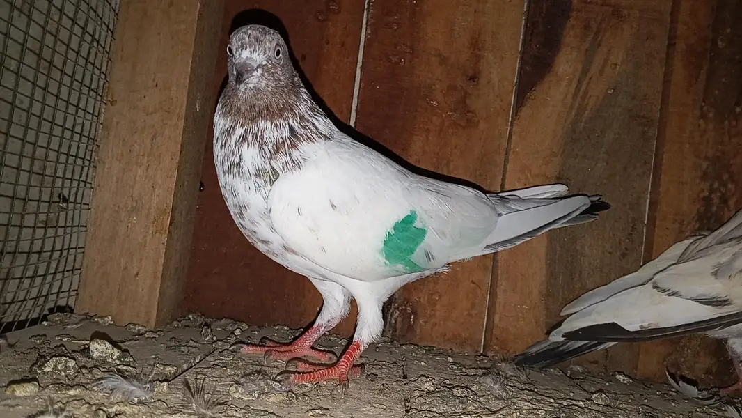 kabili highflyer pigeon for sale home breed — photo 3