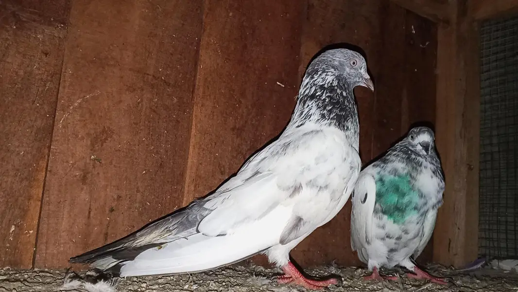 kabili highflyer pigeon for sale home breed — photo 4
