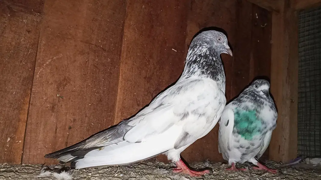 kabili highflyer pigeon for sale home breed — photo 5