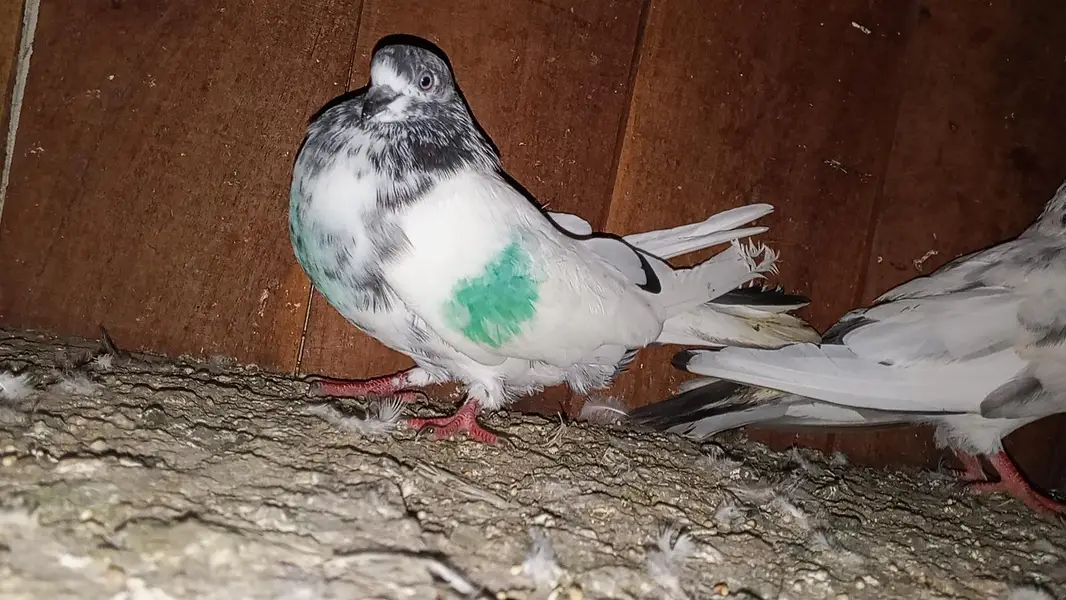 kabili highflyer pigeon for sale home breed — photo 6