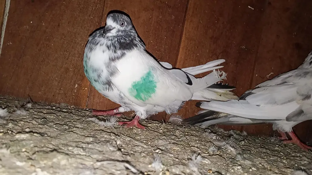 kabili highflyer pigeon for sale home breed — photo 7