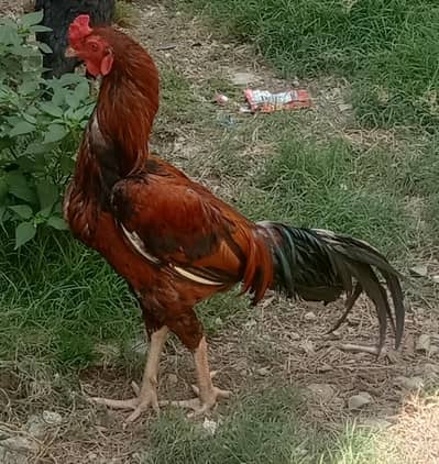 I sale the aseel cock