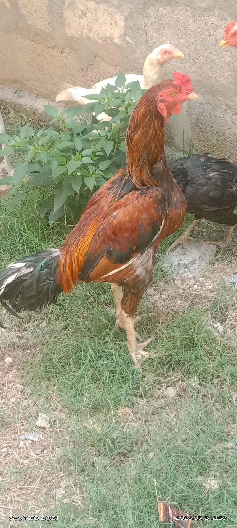I sale the aseel cock — photo 2