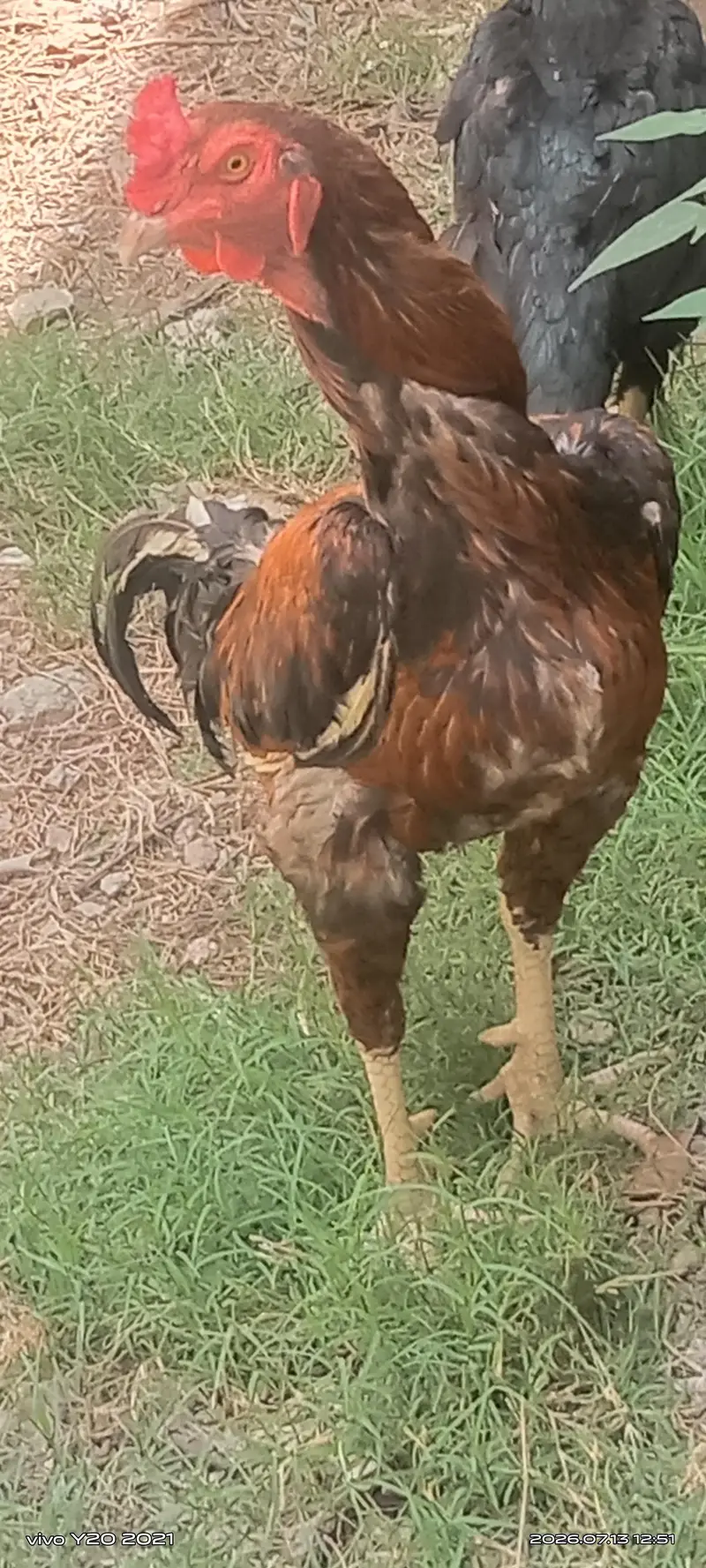 I sale the aseel cock — photo 5