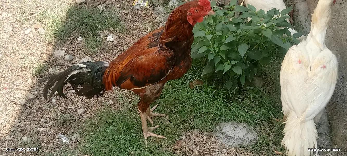 I sale the aseel cock — photo 7