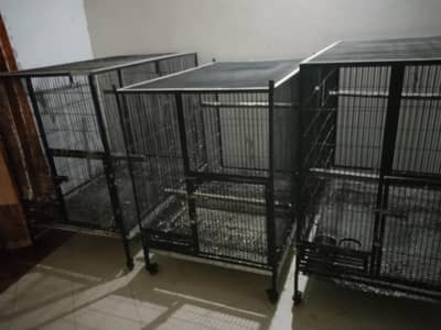 Ray Gray  cages Breeder
