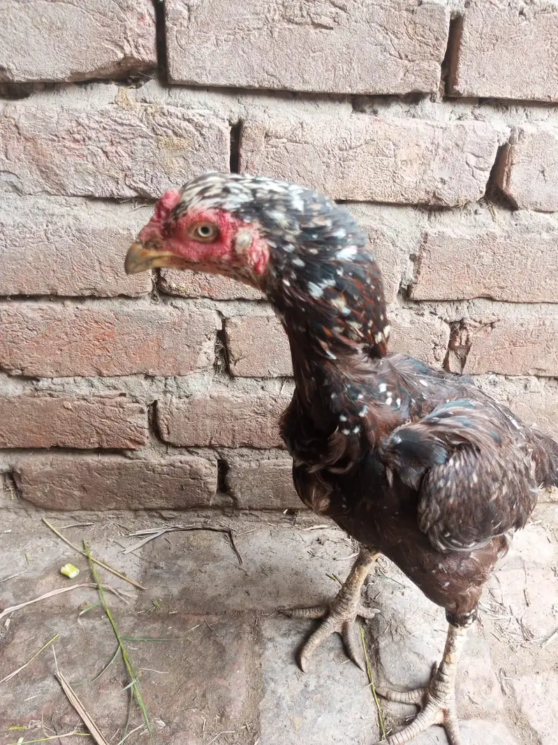2 burgi h pure aseel ak ki age 1 sal h or ak ki 2 sal — photo 2