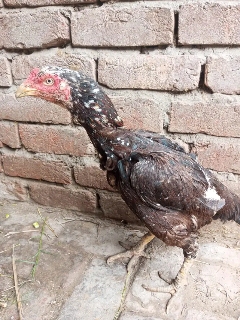 2 burgi h pure aseel ak ki age 1 sal h or ak ki 2 sal — photo 3