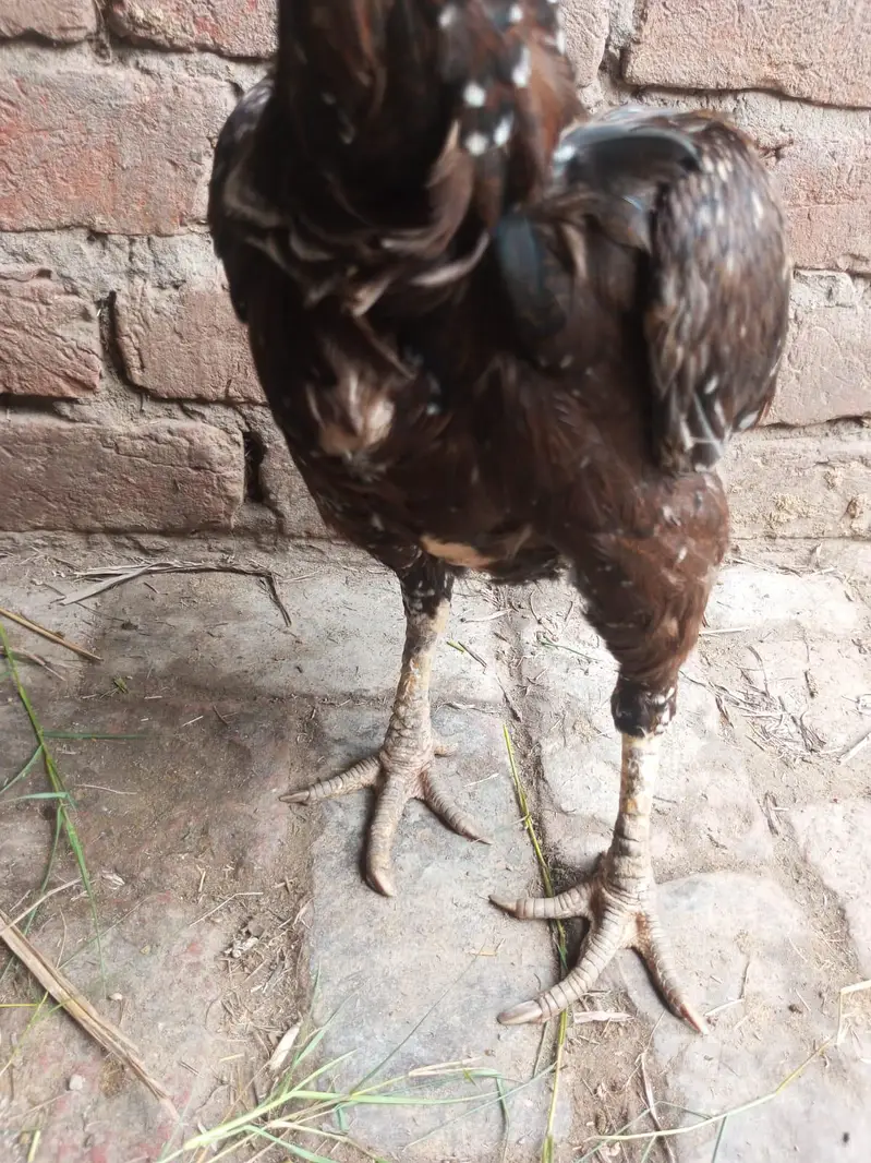 2 burgi h pure aseel ak ki age 1 sal h or ak ki 2 sal — photo 4