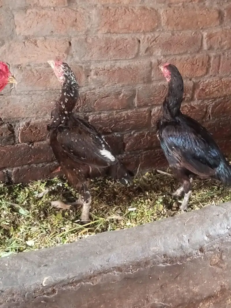 2 burgi h pure aseel ak ki age 1 sal h or ak ki 2 sal — photo 6