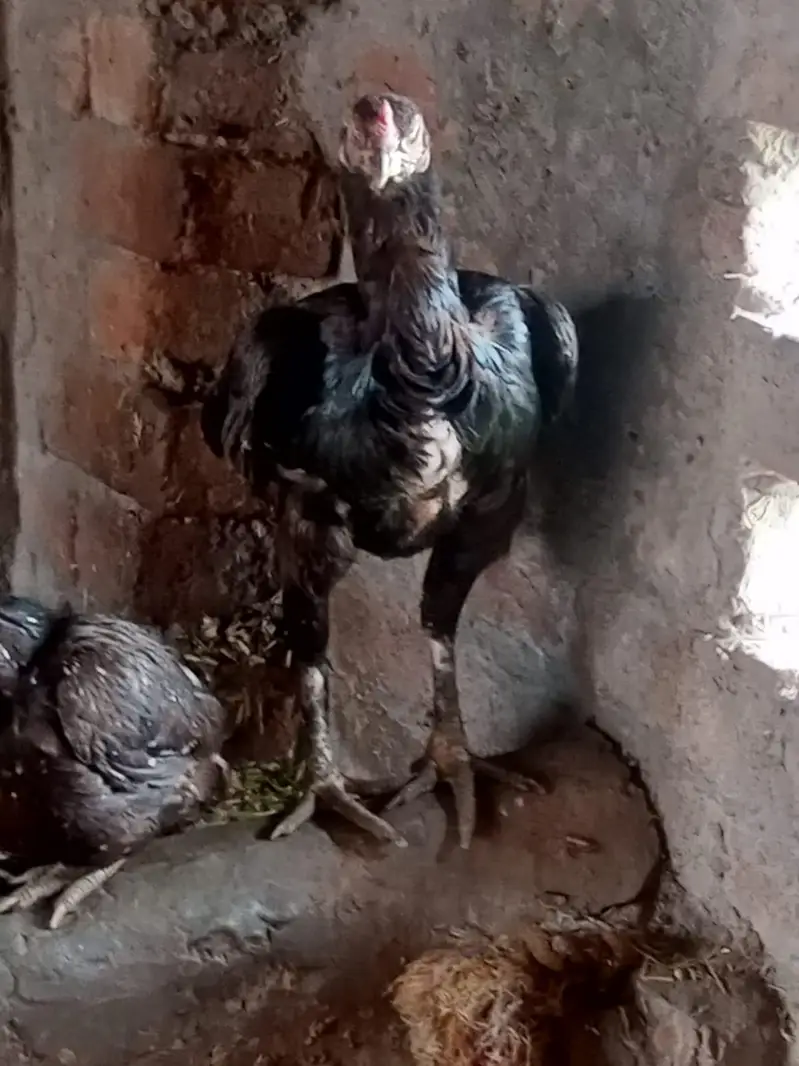 2 burgi h pure aseel ak ki age 1 sal h or ak ki 2 sal — photo 9