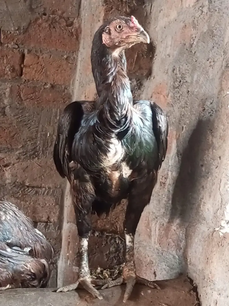 2 burgi h pure aseel ak ki age 1 sal h or ak ki 2 sal — photo 11
