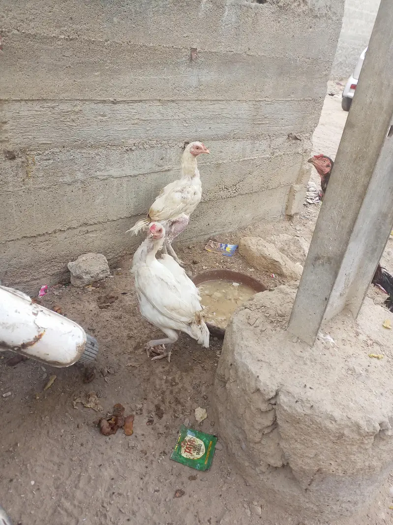 jis ko smj mai ay rabta kry — photo 2