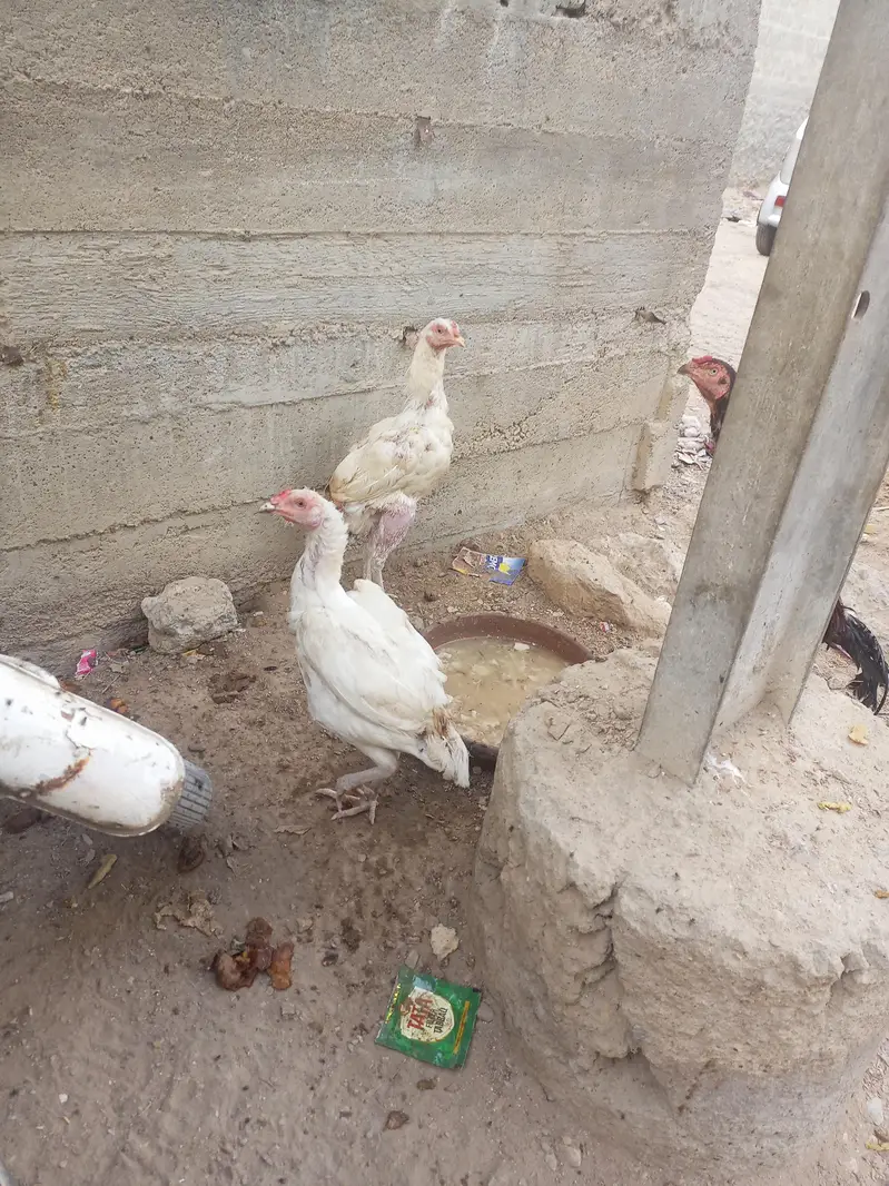 jis ko smj mai ay rabta kry — photo 3