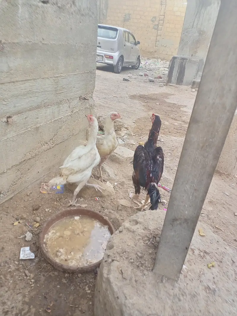 jis ko smj mai ay rabta kry — photo 4