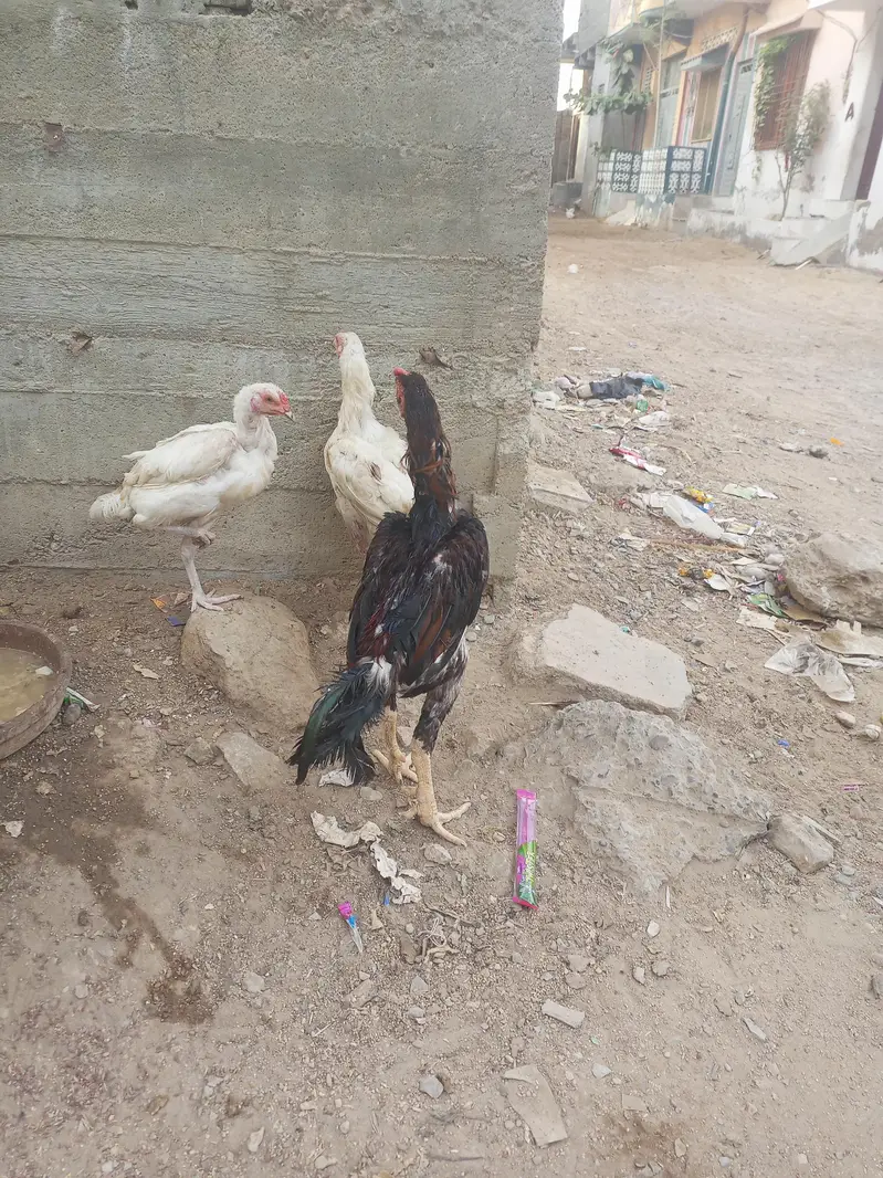 jis ko smj mai ay rabta kry — photo 5