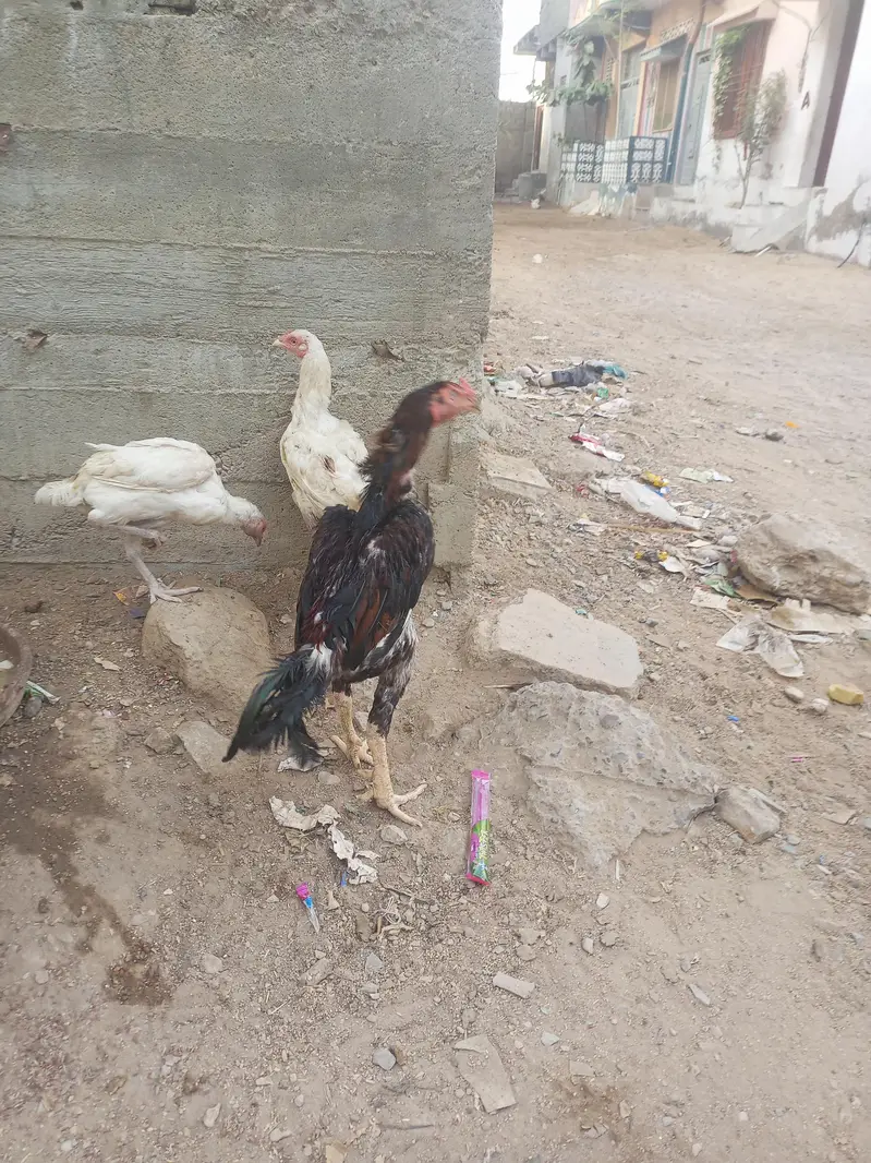 jis ko smj mai ay rabta kry — photo 6